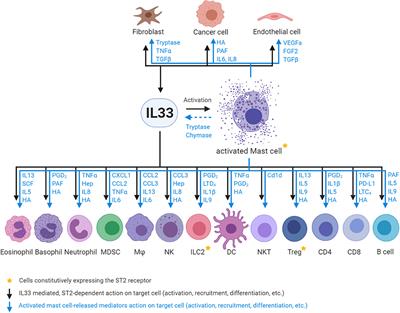 Frontiers | IL33 And Mast Cells—The Key Regulators Of Immune Responses ...